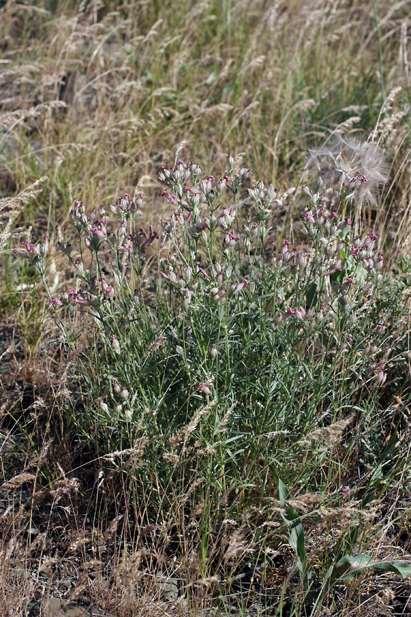 Image of Silene brahuica specimen.