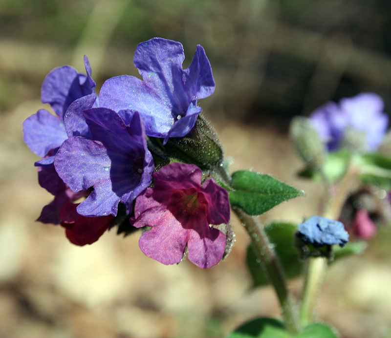 Изображение особи Pulmonaria obscura.