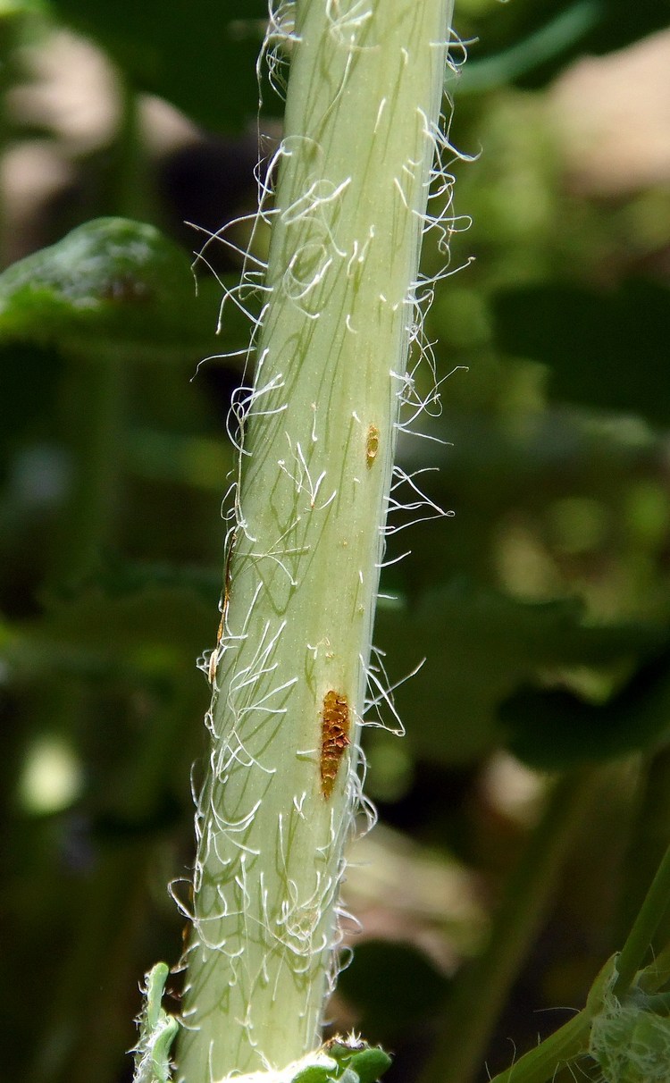 Изображение особи Chelidonium majus.