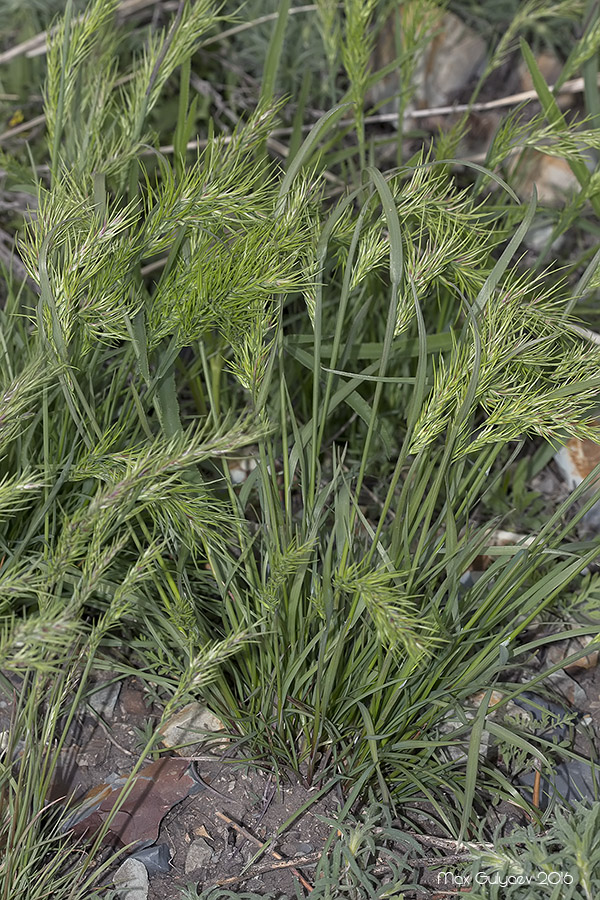 Image of Poa bulbosa ssp. vivipara specimen.