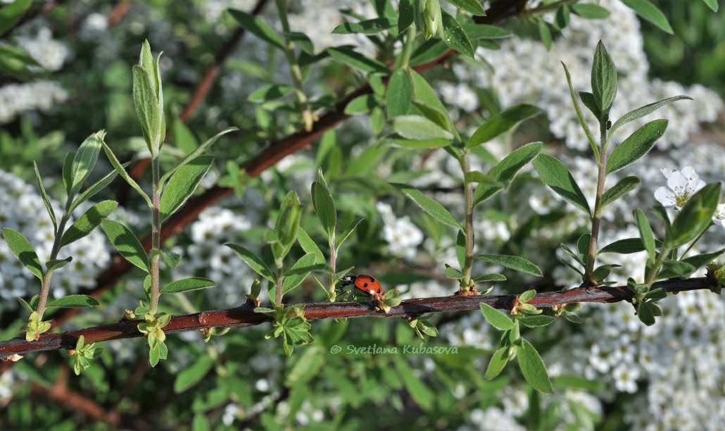 Image of Spiraea grefsheimii specimen.