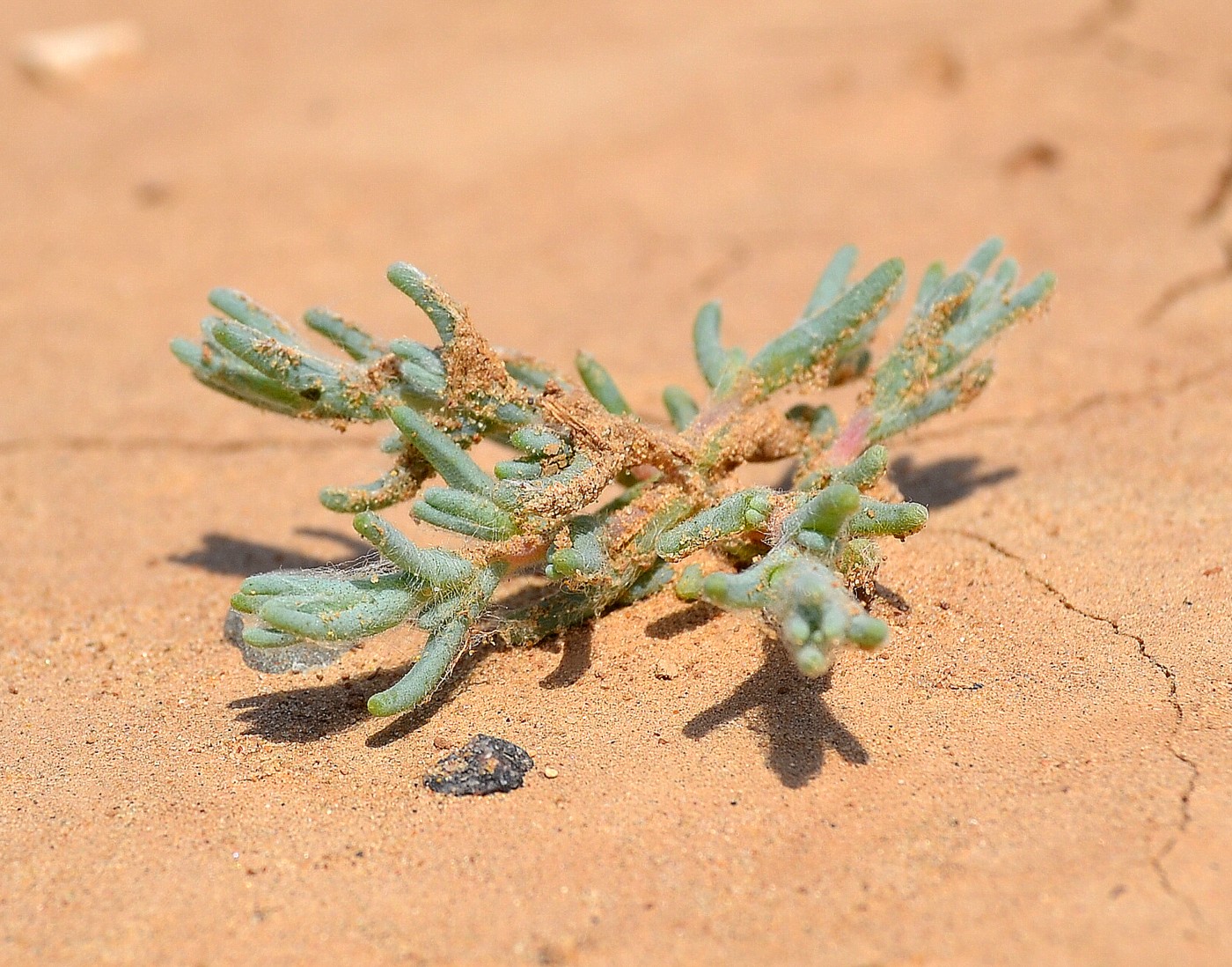 Image of Salsola acutifolia specimen.