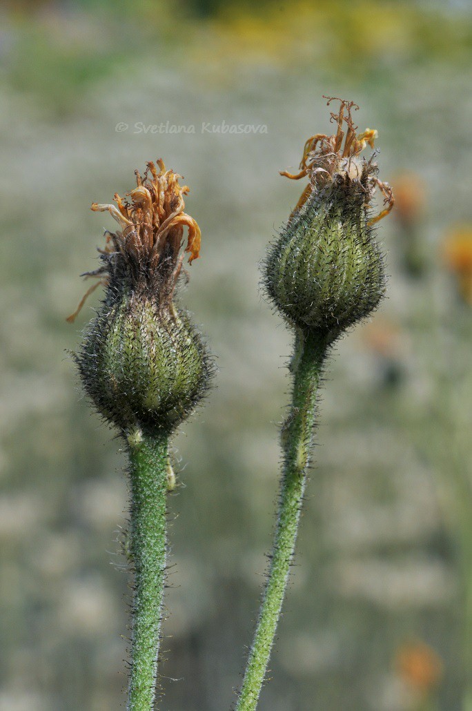 Image of Hieracium maculatum specimen.