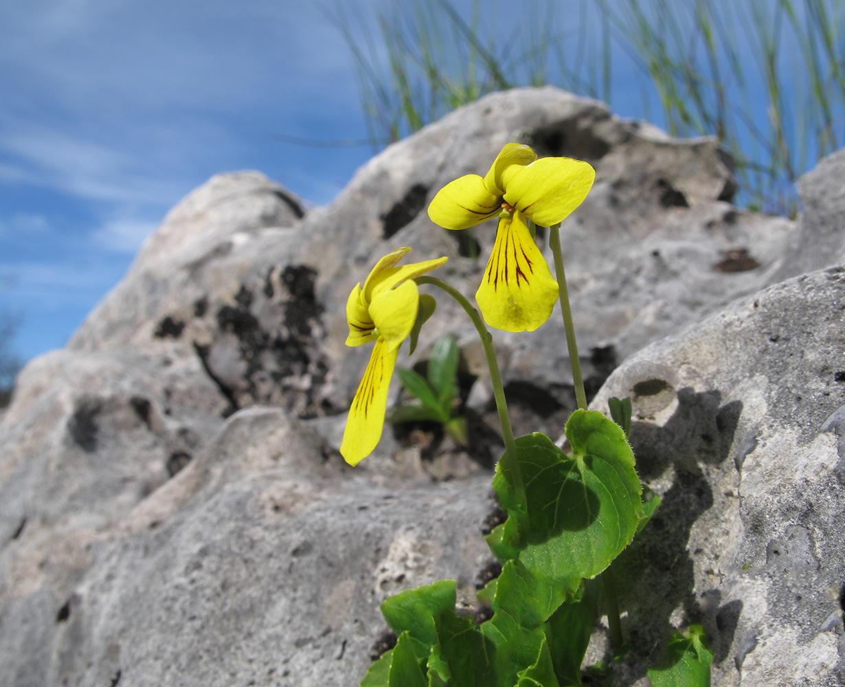 Image of Viola caucasica specimen.