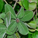 Vitex subspecies litoralis