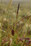 Carex rotundata