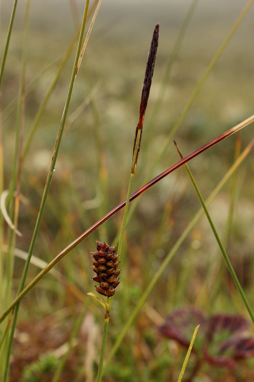 Image of Carex rotundata specimen.