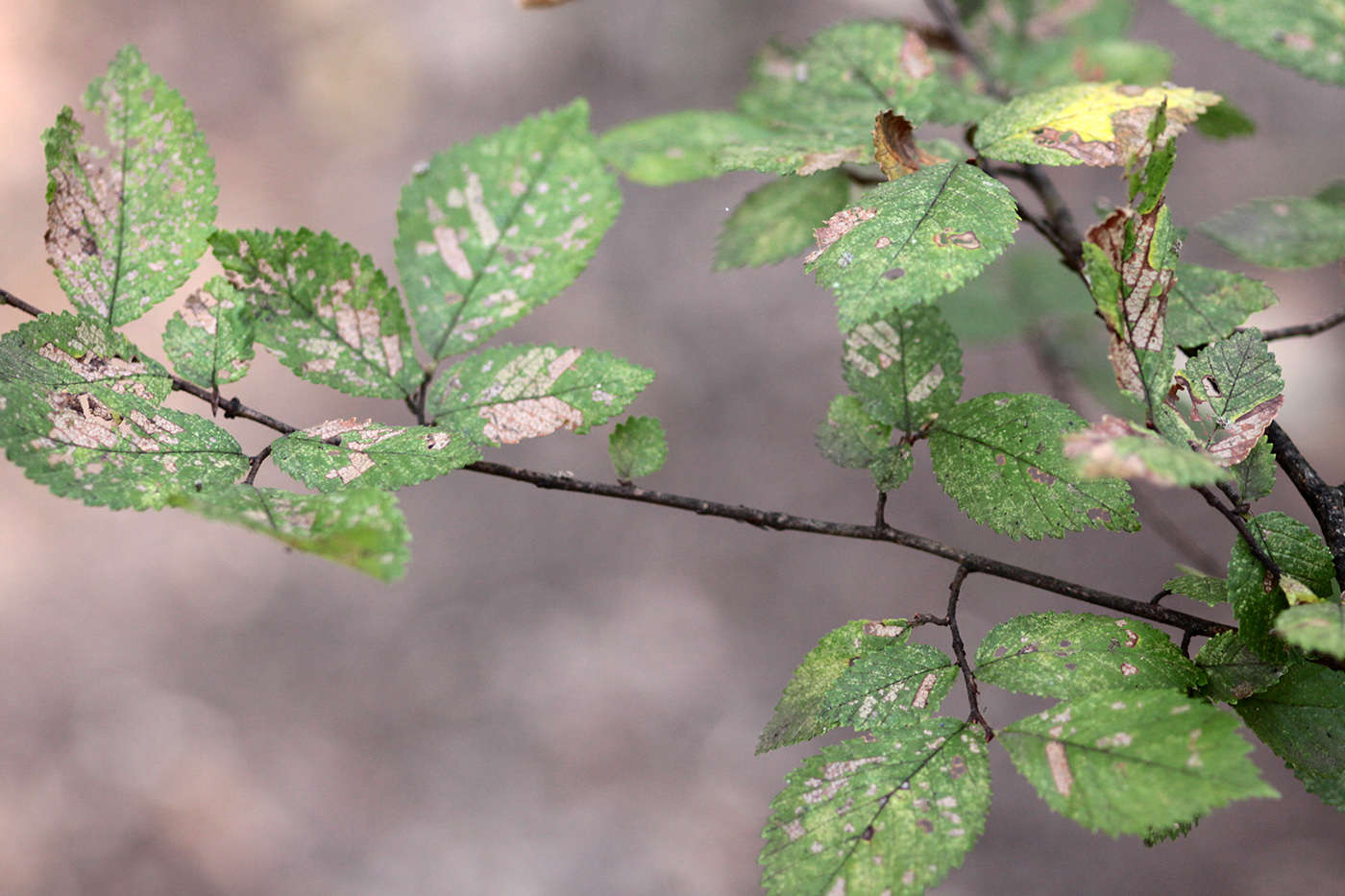 Image of genus Ulmus specimen.