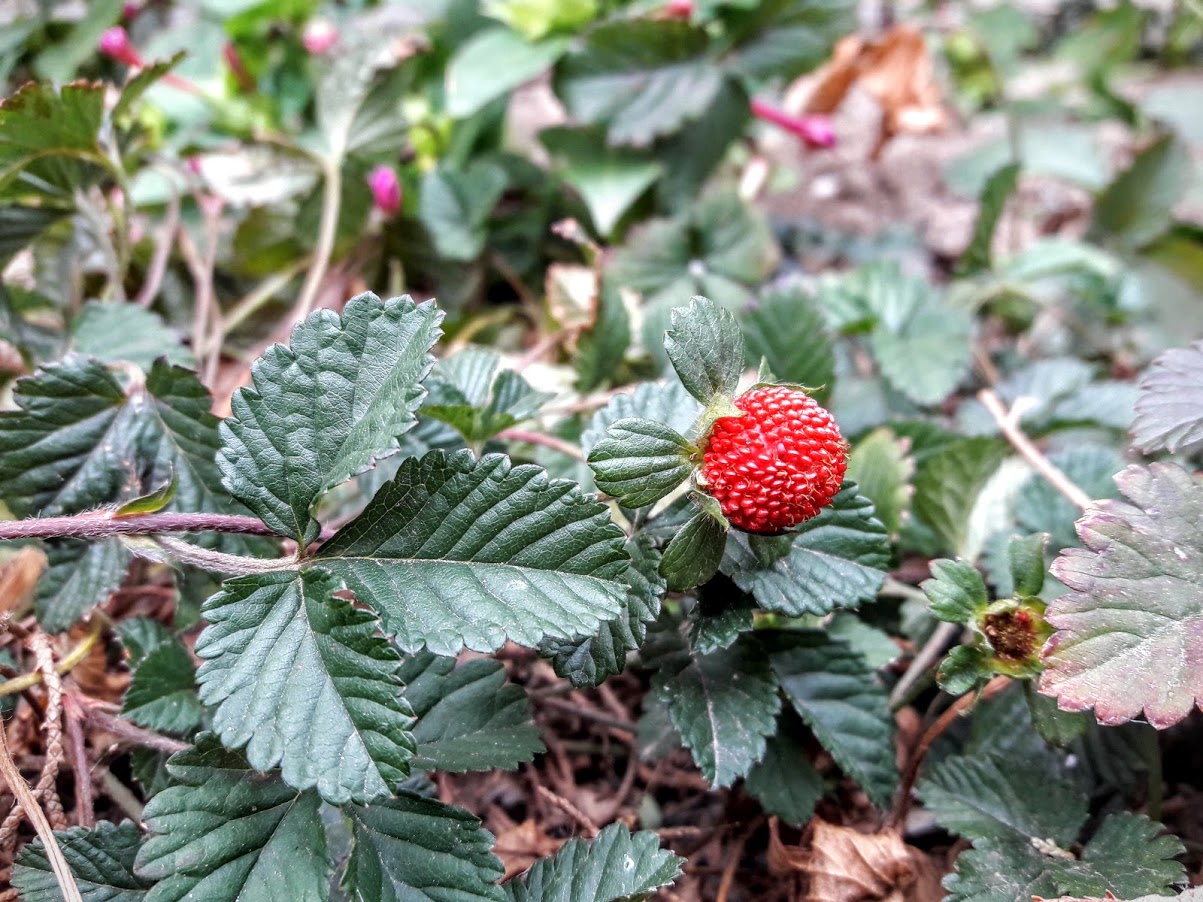 Изображение особи Duchesnea indica.