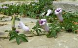 Ipomoea cairica