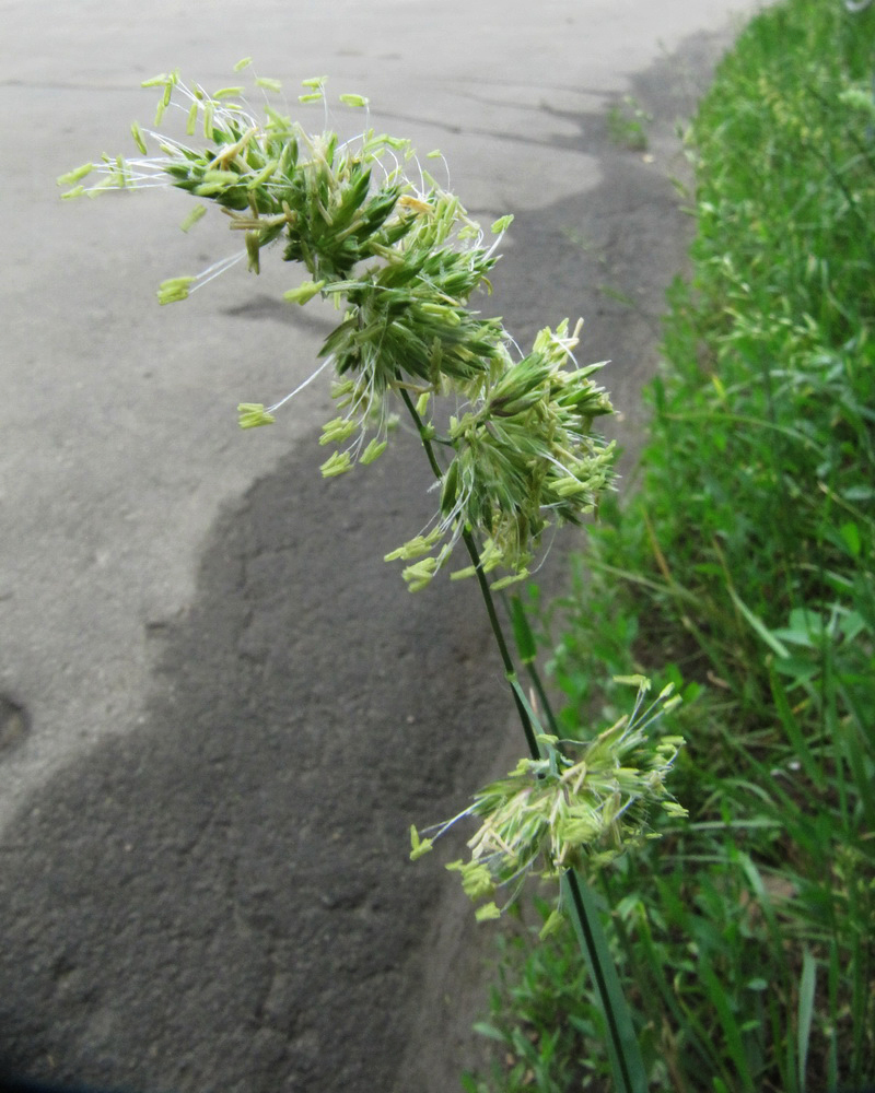 Image of Dactylis glomerata specimen.