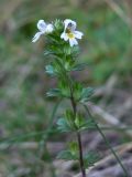 род Euphrasia. Верхушка растения с цветками и завязавшимися плодами. Свердловская обл., окр. г. Североуральск, опушка смешанного леса в р-не скал Три Брата, берег р. Вагран. 16.08.2016.