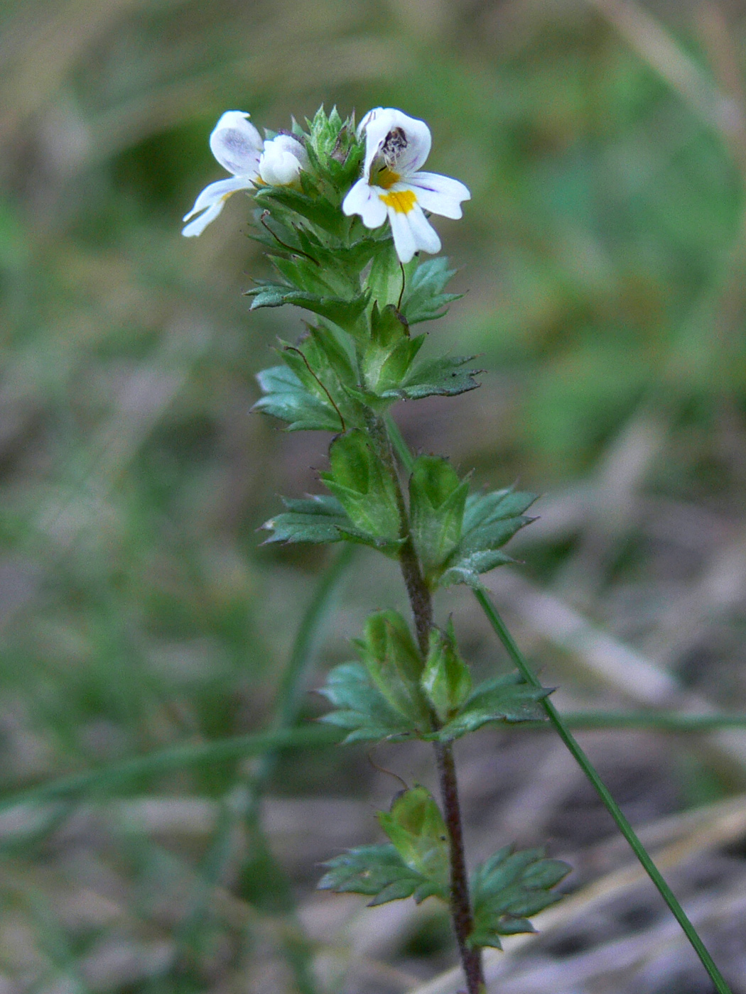 Изображение особи род Euphrasia.