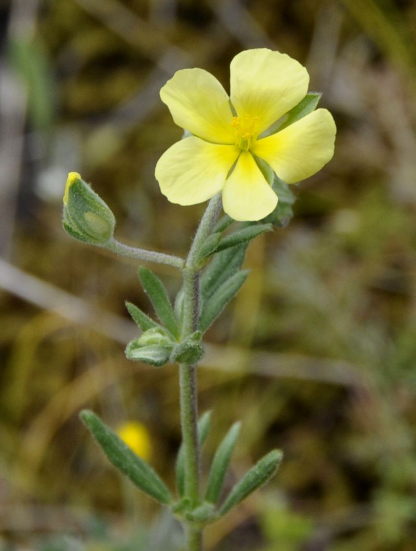 Image of genus Helianthemum specimen.