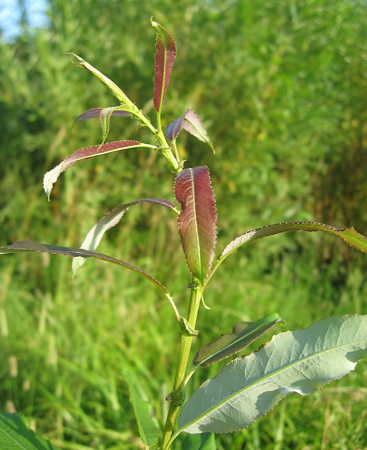 Image of Salix triandra specimen.