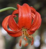 Lilium chalcedonicum