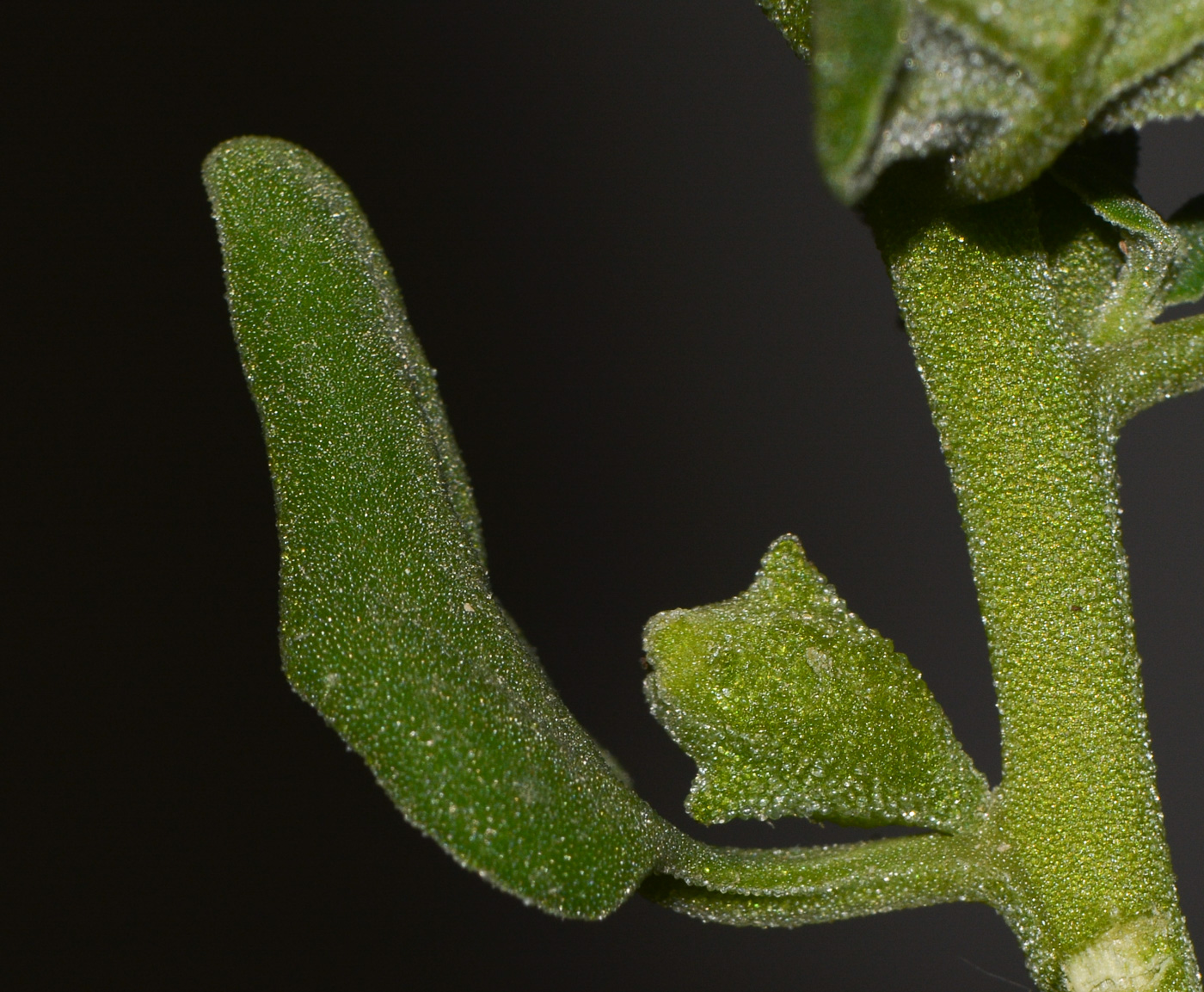 Image of Tetragonia tetragonoides specimen.