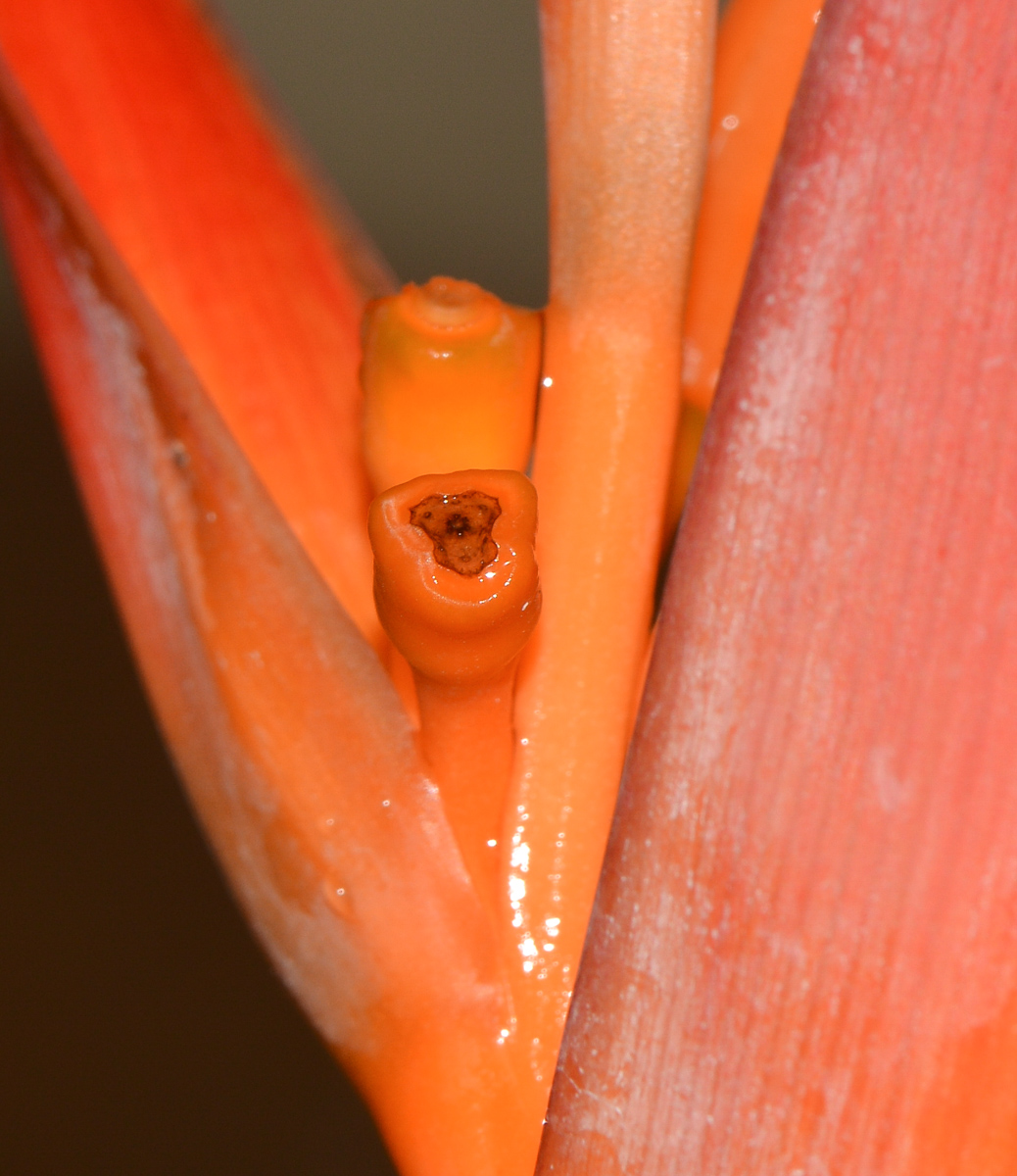 Image of Heliconia psittacorum specimen.