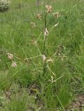 Hesperis tristis