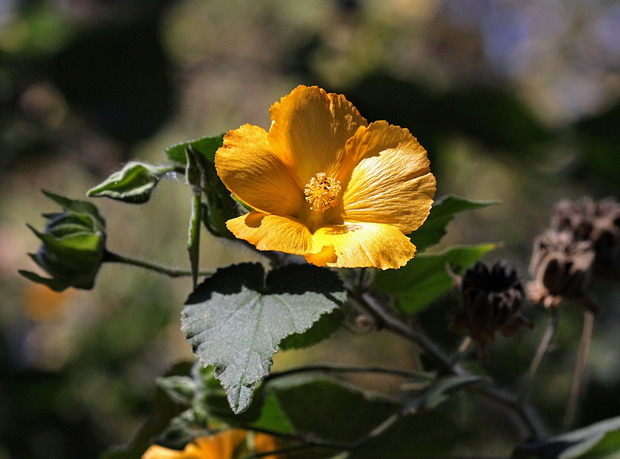 Image of Abutilon grandifolium specimen.