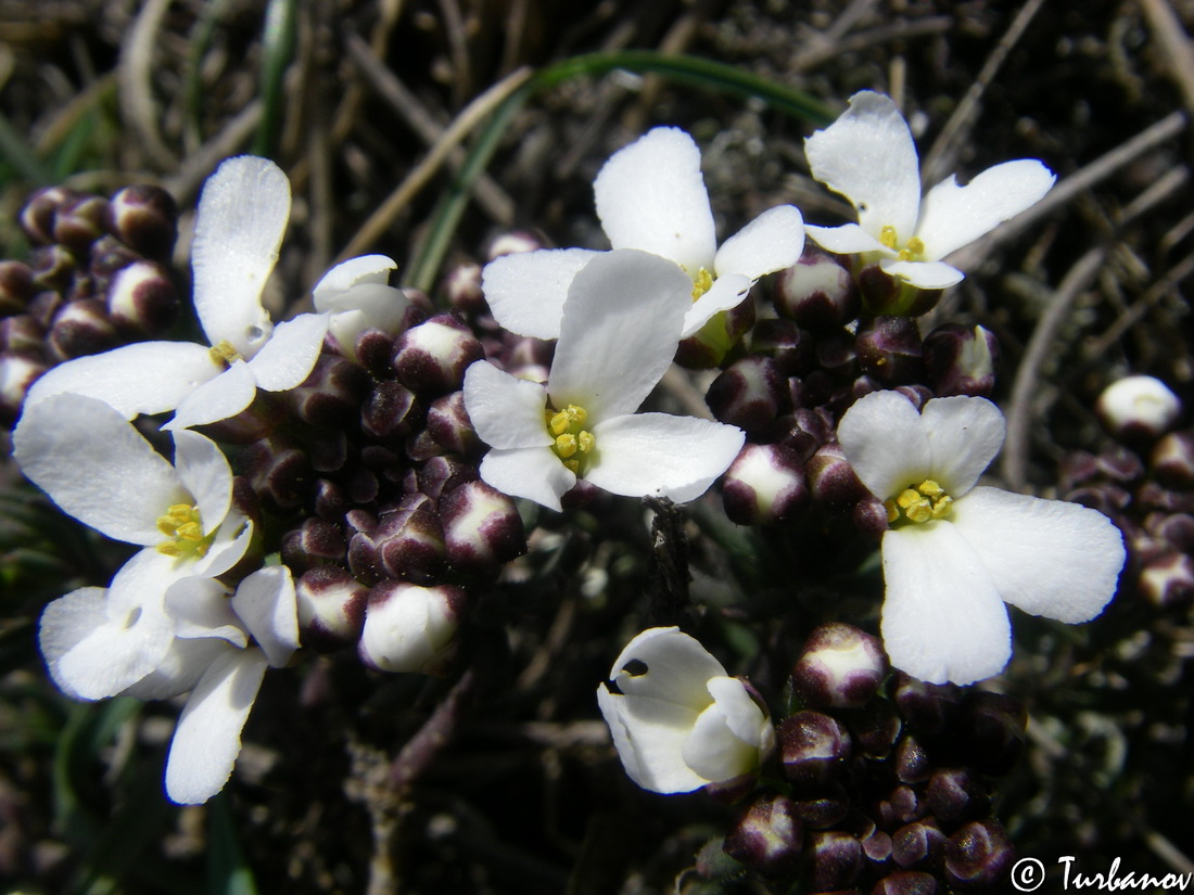 Image of Iberis saxatilis specimen.