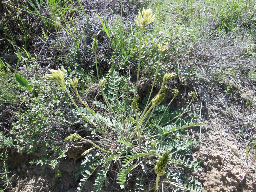 Image of genus Astragalus specimen.