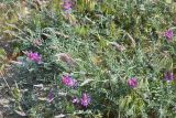 Astragalus varius ssp. eupatoricus