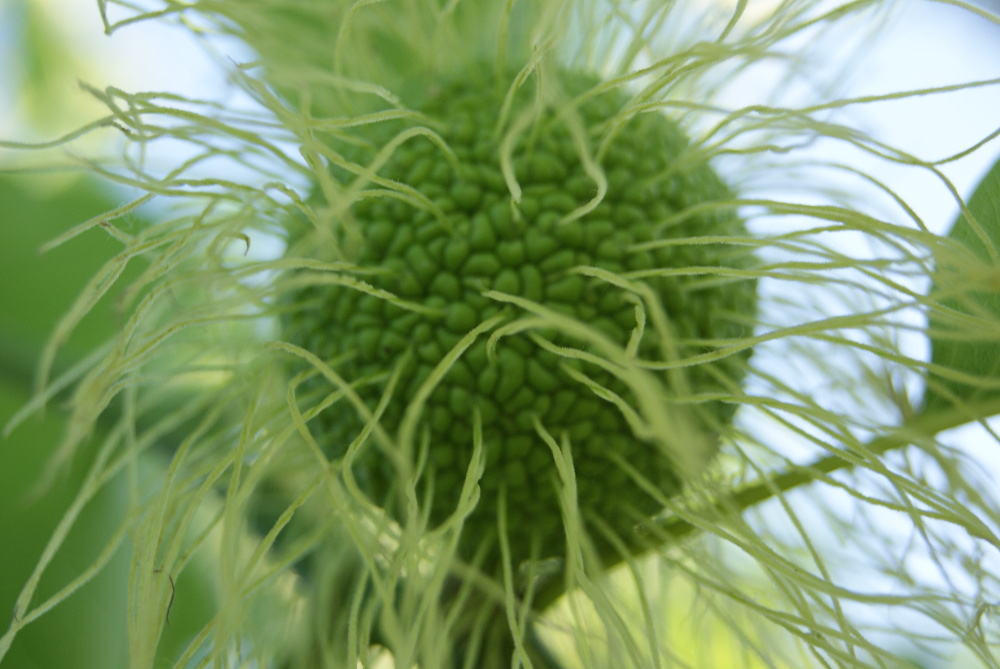 Image of Maclura pomifera specimen.