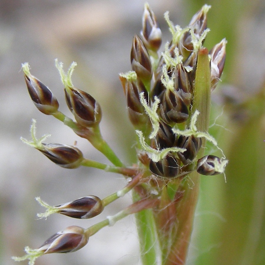 Image of Luzula pilosa specimen.