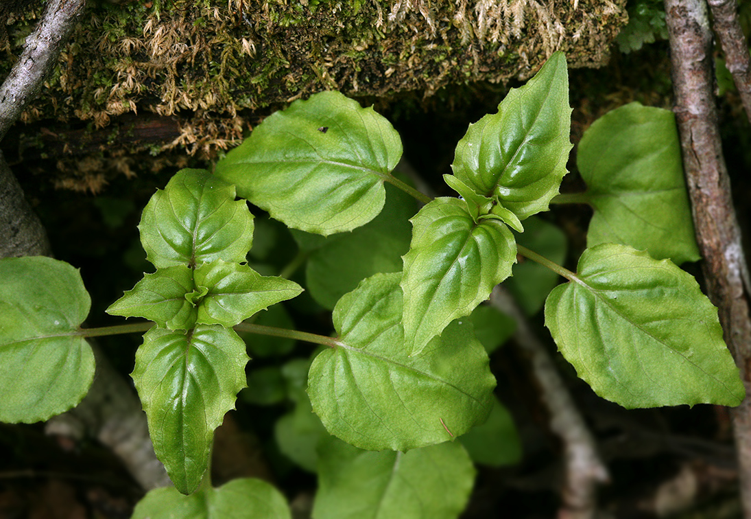 Image of Circaea alpina specimen.