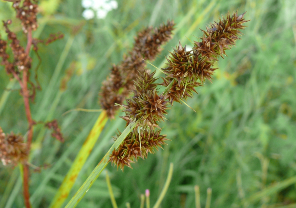 Image of genus Carex specimen.