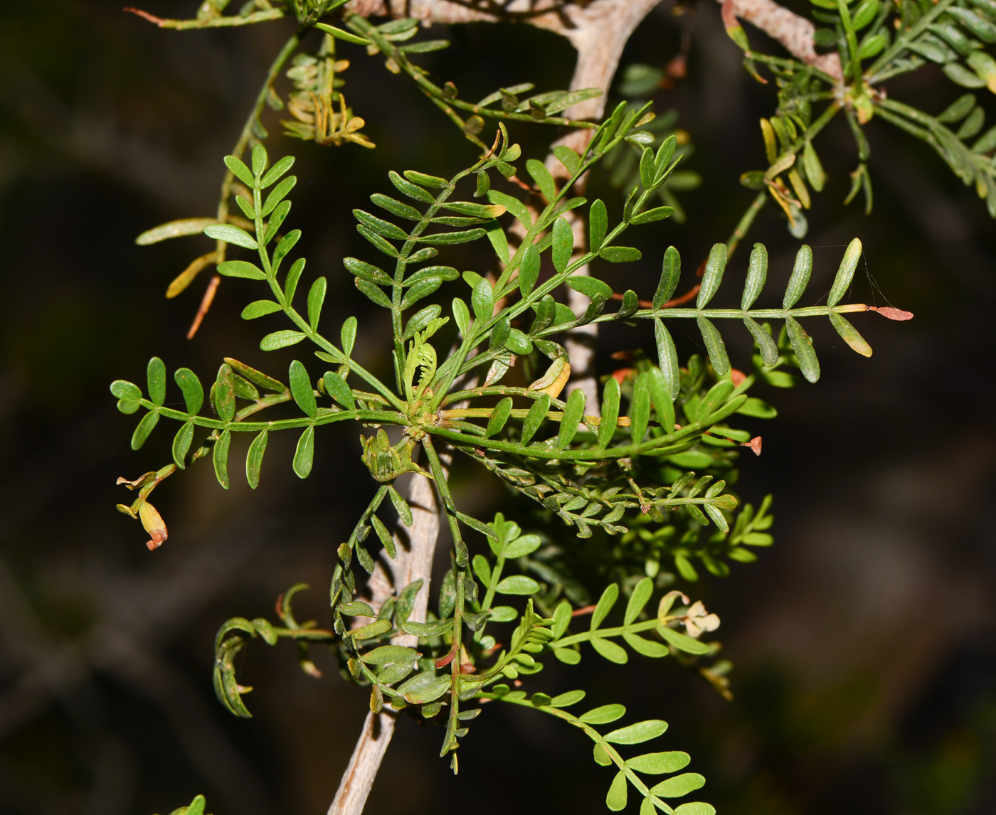 Изображение особи Bursera microphylla.