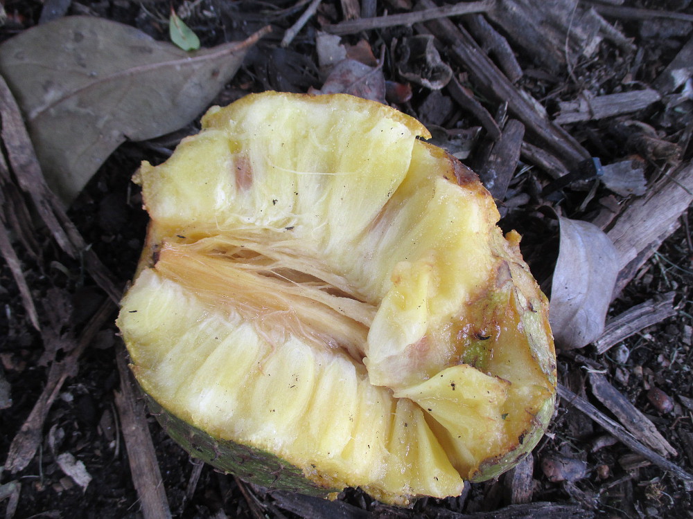 Image of Annona montana specimen.