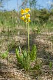 Primula veris. Цветущее растение. Ленинградская обл., Кировский р-н, окр. дер. Петровщина, замшелый и закустаренный луг на известняке. 04.06.2017.