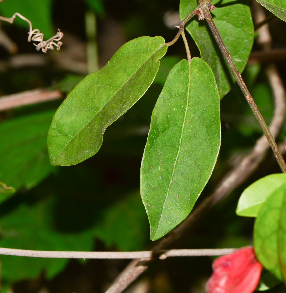 Image of Bignonia capreolata specimen.