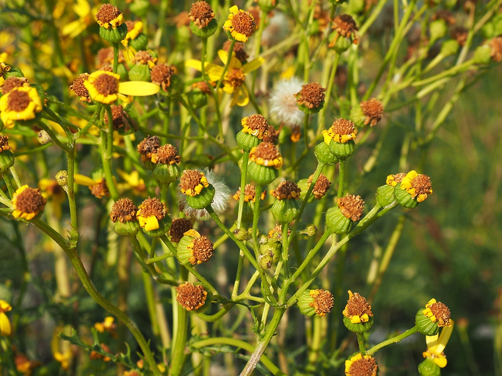 Image of Senecio erucifolius specimen.