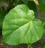 Paulownia tomentosa