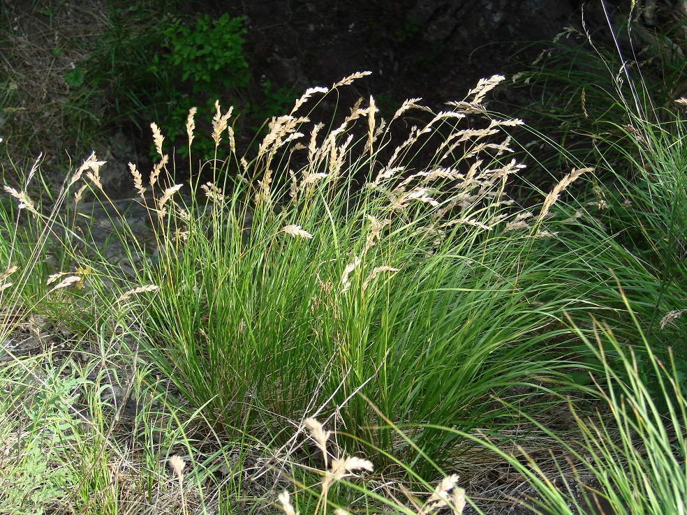 Image of familia Poaceae specimen.