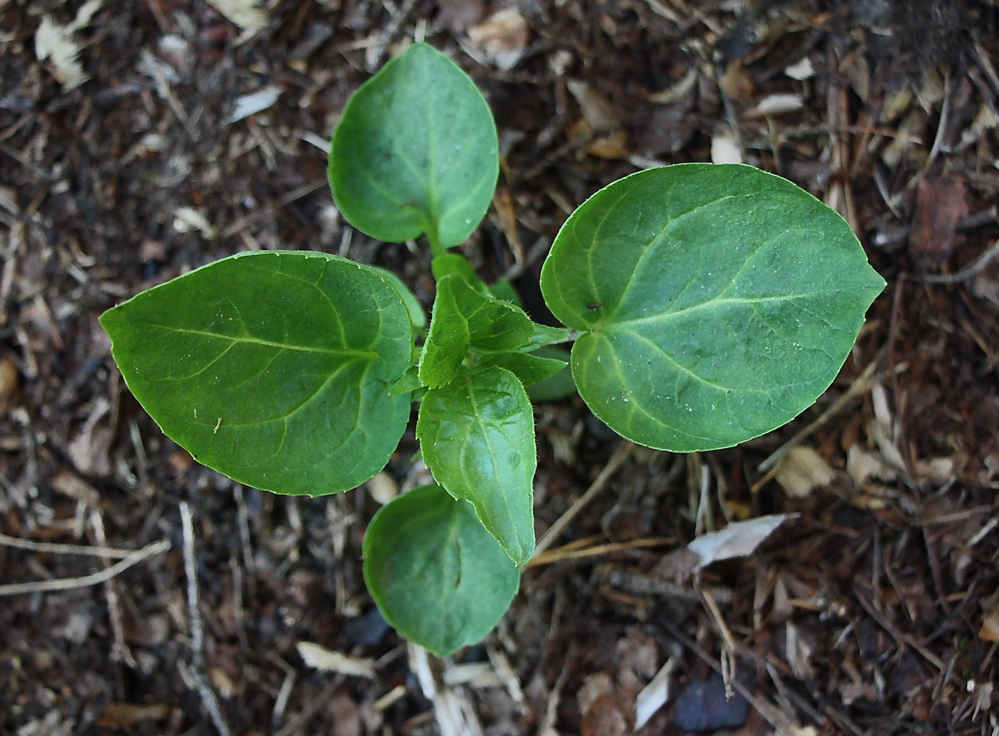 Image of class Magnoliopsida specimen.