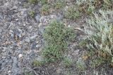 Ephedra distachya. Вегетирующие растения. Казахстан, Приаралье, метеоритный кратер Жаманшин. 25.08.2005.