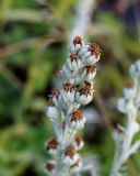 Artemisia stelleriana. Отцветшие соцветия с завязывающимися плодами. Камчатка, Усть-Камчатск, пос. 2-й завод, задернованная прибрежная полоса Камчатского залива. 25.08.2016.