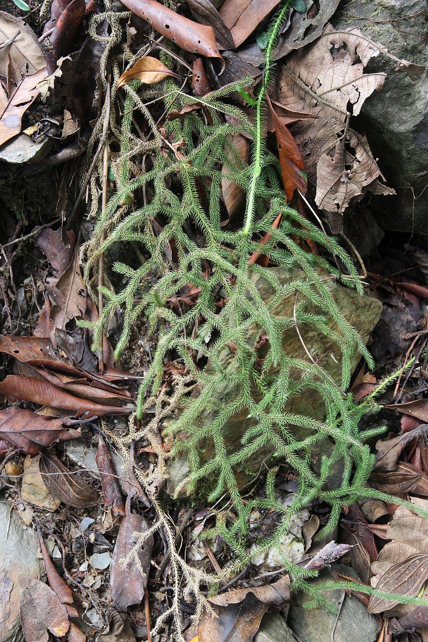 Image of Huperzia squarrosa specimen.