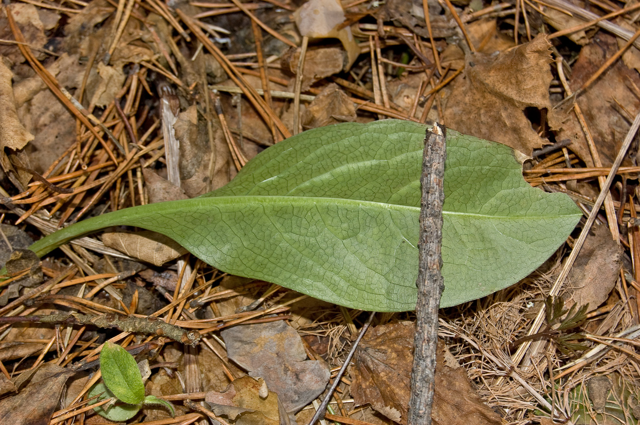 Image of Succisa pratensis specimen.