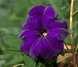 Petunia × atkinsiana