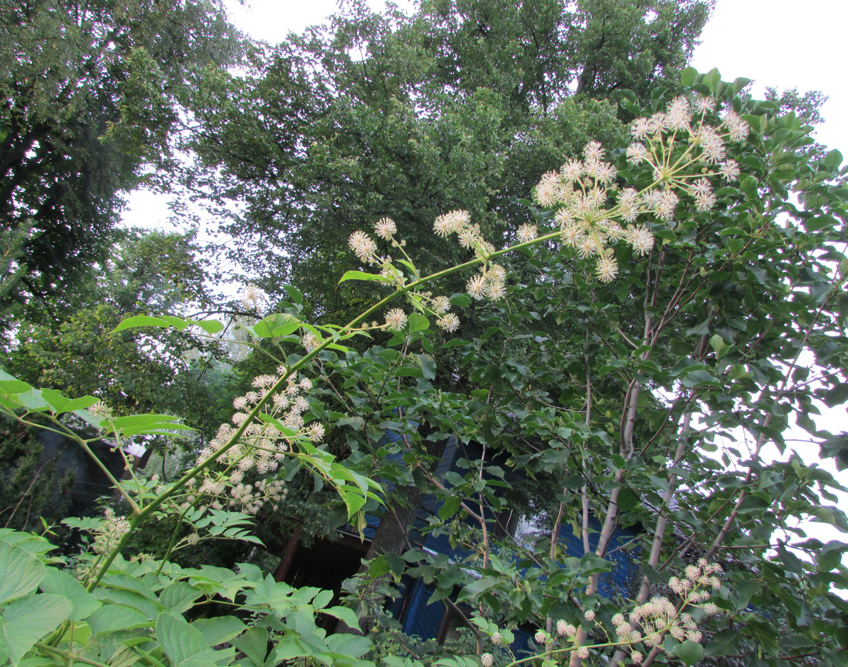 Image of Aralia cordata specimen.