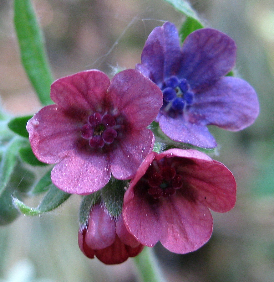 Изображение особи Cynoglossum officinale.