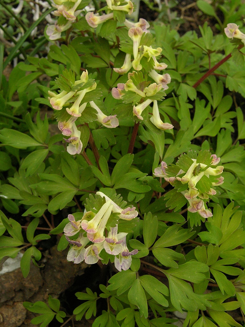 Image of Corydalis &times; allenii specimen.