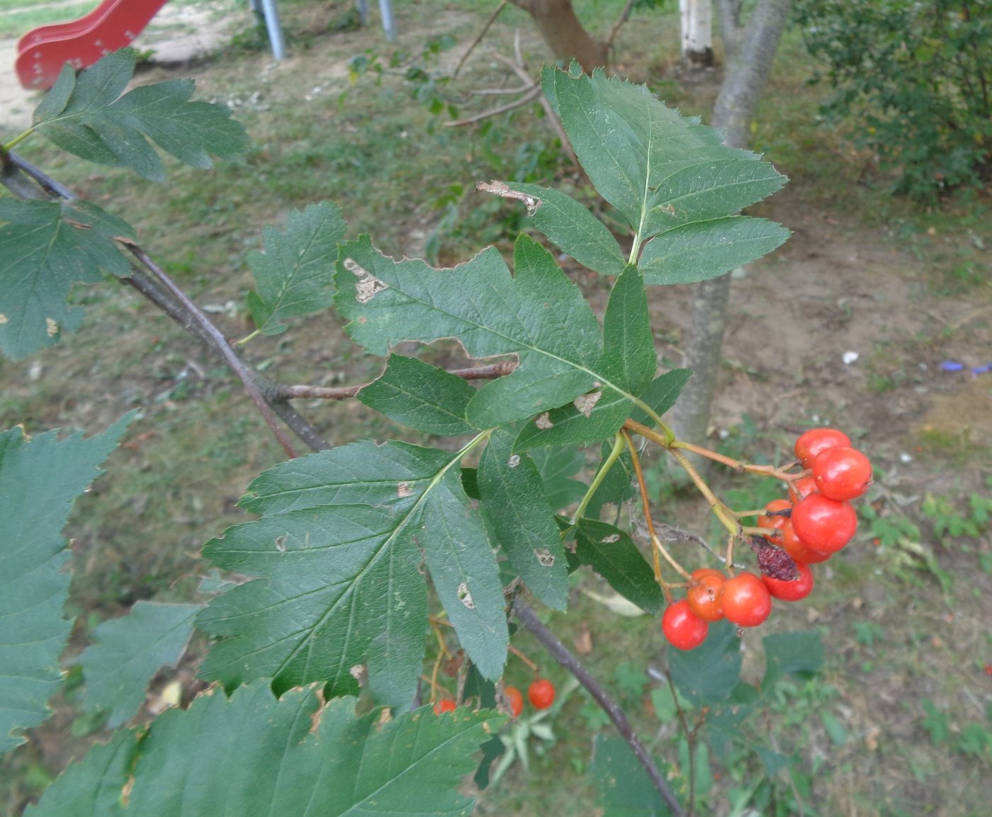 Изображение особи Sorbus hybrida.