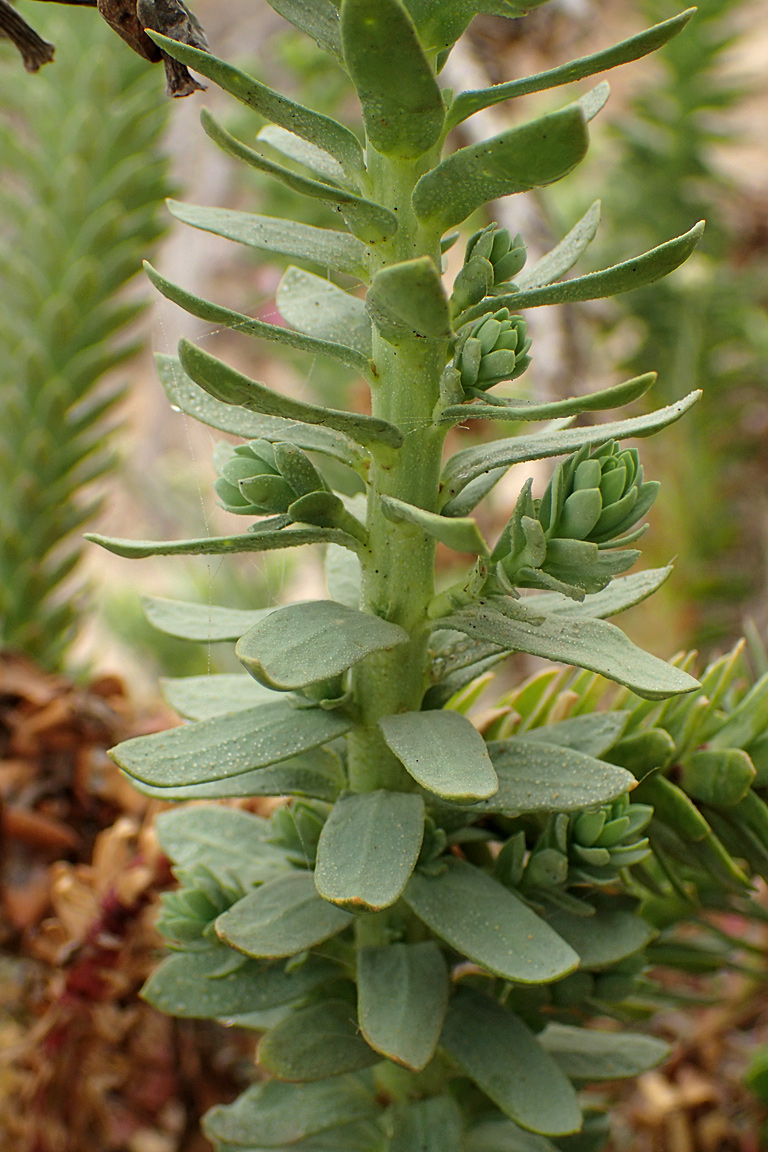 Изображение особи Euphorbia paralias.