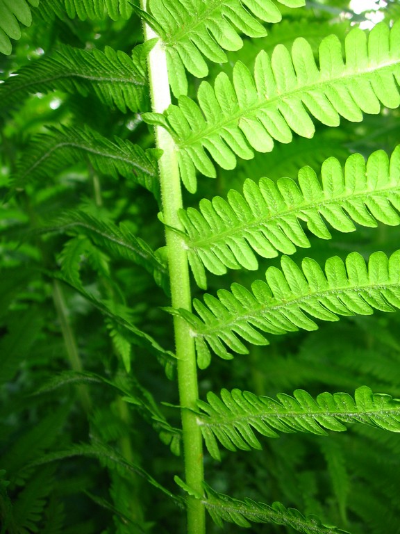 Image of Matteuccia struthiopteris specimen.